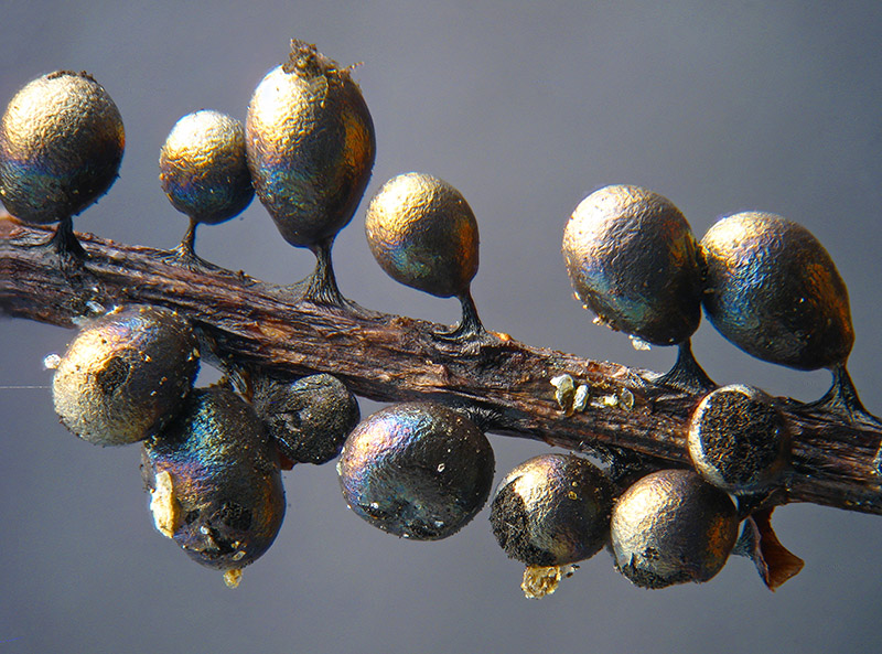 Lamproderma ovoideumechinulatum ?